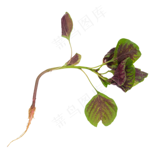 小米菜绿色蔬菜