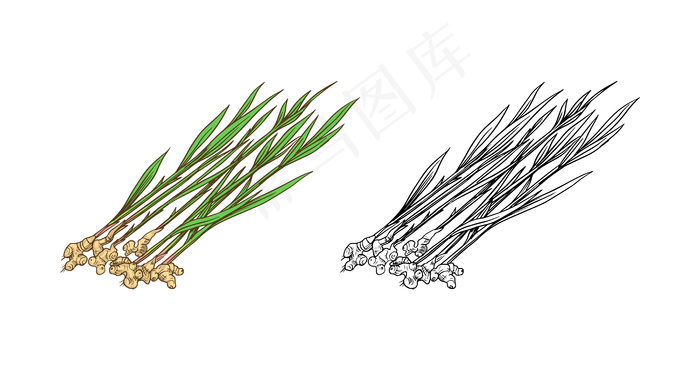 生姜根，切碎的根茎，新鲜植物。