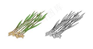 生姜根，切碎的根茎，新鲜植物。