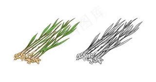 生姜根，切碎的根茎，新鲜植物。