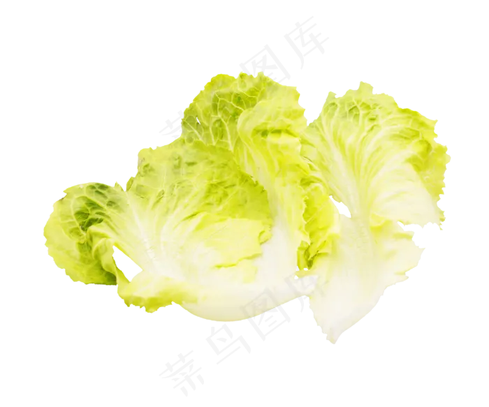 生菜绿色蔬菜(3000*2500px 300 dpi )
