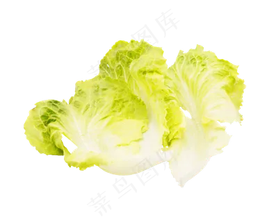 生菜绿色蔬菜