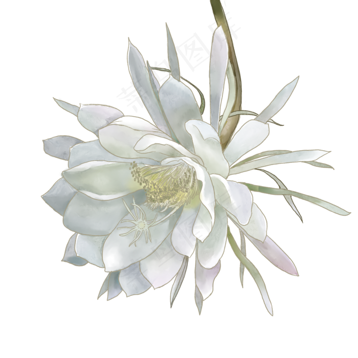 秋天诗意昙花(2000X2000(DPI:300))psd模版下载