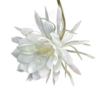 秋天诗意昙花 秋天诗意昙花