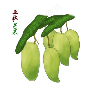 立秋24二十四节气芒果