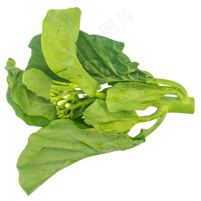 有机蔬菜菠菜(3000X4000(DPI:72))