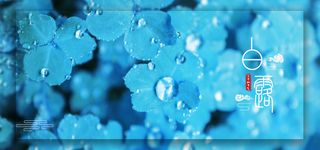 白露二十四节气传统节气