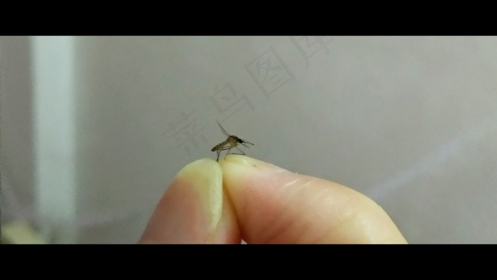 徒手抓蚊子