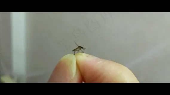 徒手抓蚊子