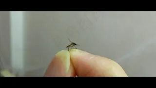 徒手抓蚊子