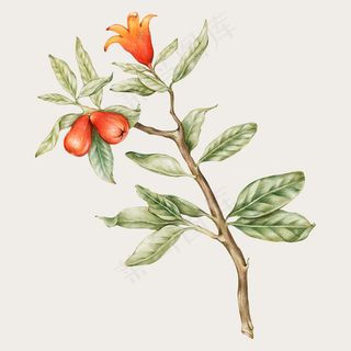 盛开的橙色花矢量手绘