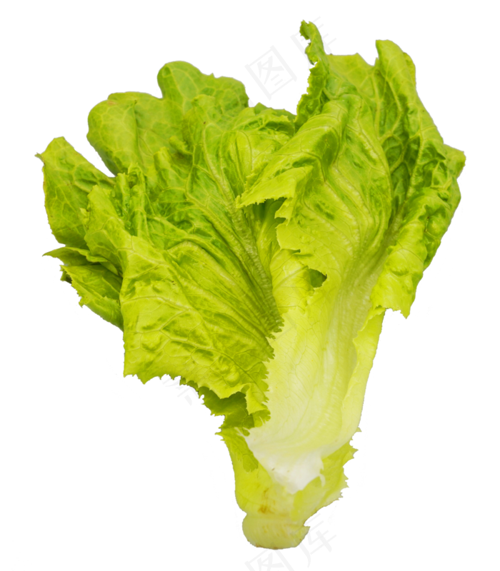 绿色有机生菜