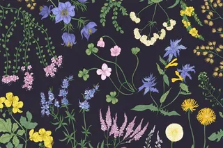 美丽的水平植物背景与盛开的野花，夏季草甸开花草本植物和草本植物。