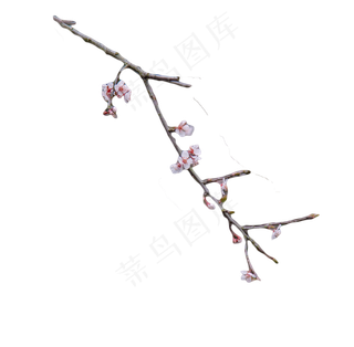 一支美丽梅花支