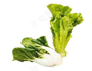 绿色植物