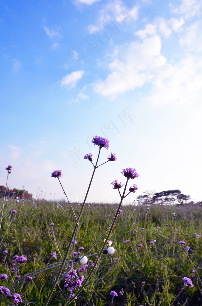 旅游风景美丽花海花草蓝天白云