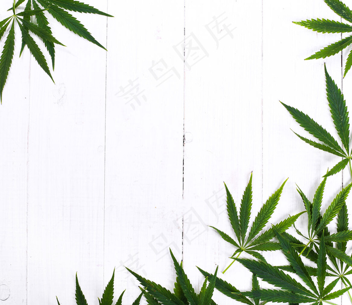 大麻叶植物背景