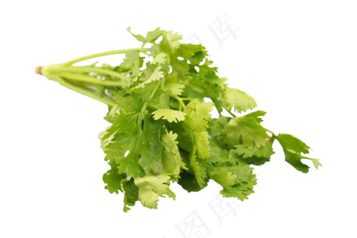 餐饮配菜香菜(3000*2000px 300 dpi )