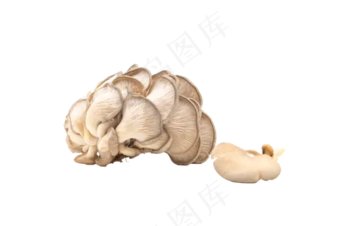 菌类蔬菜蘑菇 菌类蔬菜蘑菇