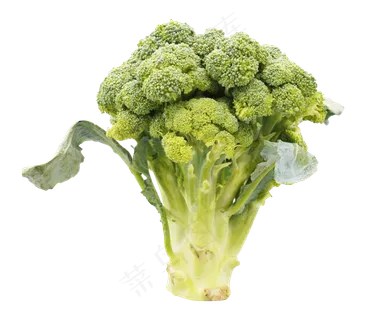 绿色蔬菜西兰花 绿色蔬菜西兰花