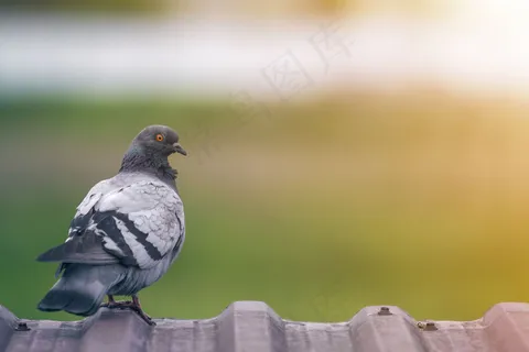 这是一只美丽的大灰白长大的鸽子的特写照片,它的橙色眼睛栖息在棕色金属瓦屋顶的边缘,背景是模糊的亮绿色背景。 这是一只美丽的大灰白长大的鸽子的特写照片,它的橙色眼睛栖息在棕色金属瓦屋顶的边缘,背景是模糊的亮绿色背景。