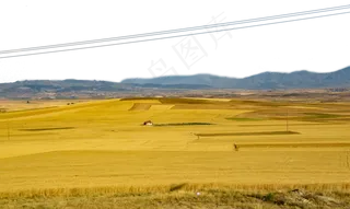 一望无际的麦田