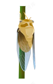 立秋昆虫蝉图案