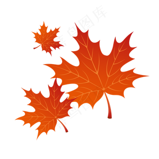 秋天枫树素材