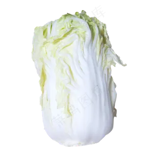 白色大白菜