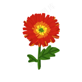 手绘清新唯美菊花可商用