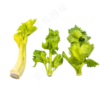绿色芹菜蔬菜 绿色芹菜蔬菜