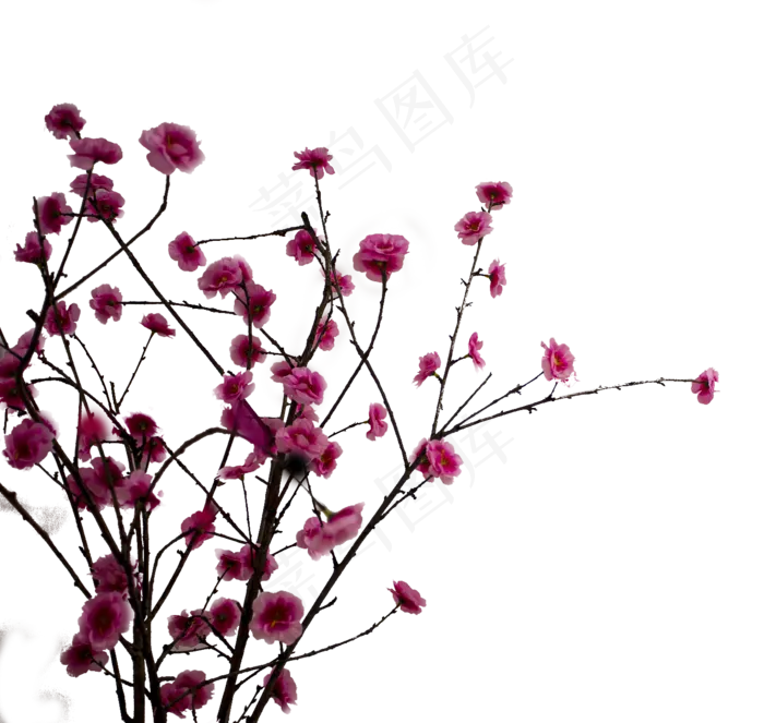 一棵梅花(1408X1333(DPI:300))psd模版下载