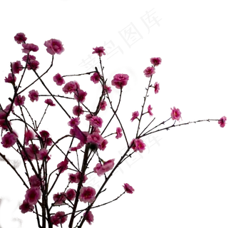 一棵梅花 一棵梅花