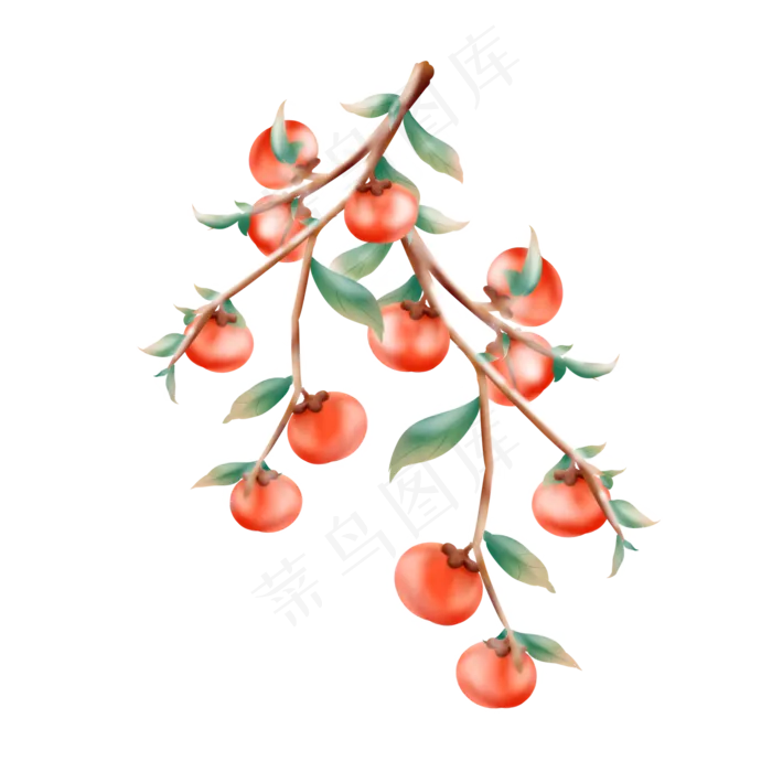 秋冬水果柿子(2000X2000(DPI:96))ai矢量模版下载