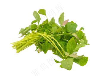 蔬菜小米菜