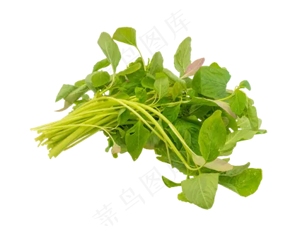 蔬菜小米菜 蔬菜小米菜