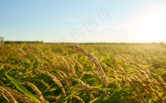 与绿色水稻植物的大绿色稻田在日落时分行