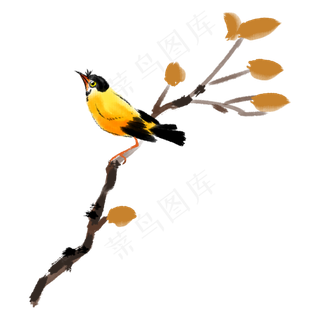 树枝上的黄鹂