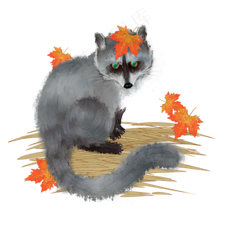 狸猫红叶秋天动物
