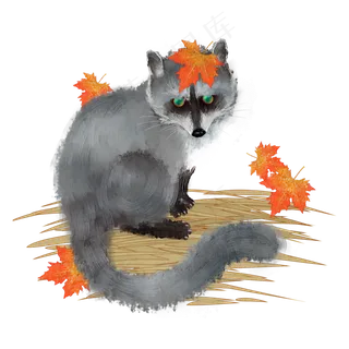 狸猫红叶秋天动物