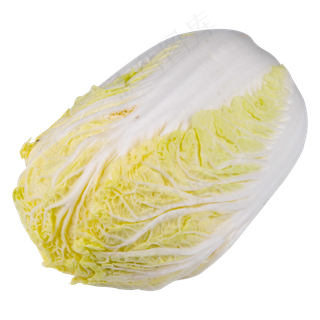 白色大白菜