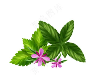 具有梅丽莎叶和柳草花的逼真草本或绿茶成分