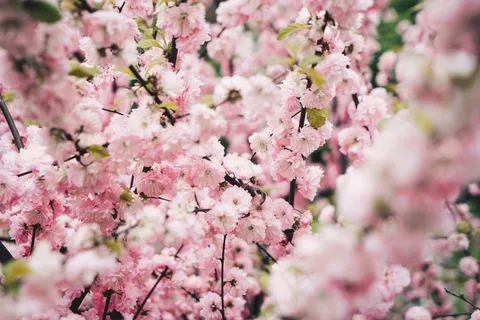 花园里樱花盛开在樱花树上 花园里樱花盛开在樱花树上