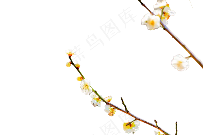 梅花花蕾和枝条(2480X3508(DPI:300))