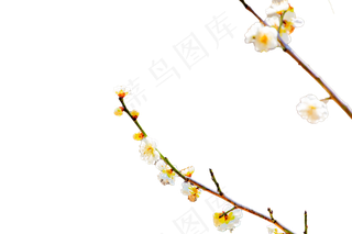 梅花花蕾和枝条
