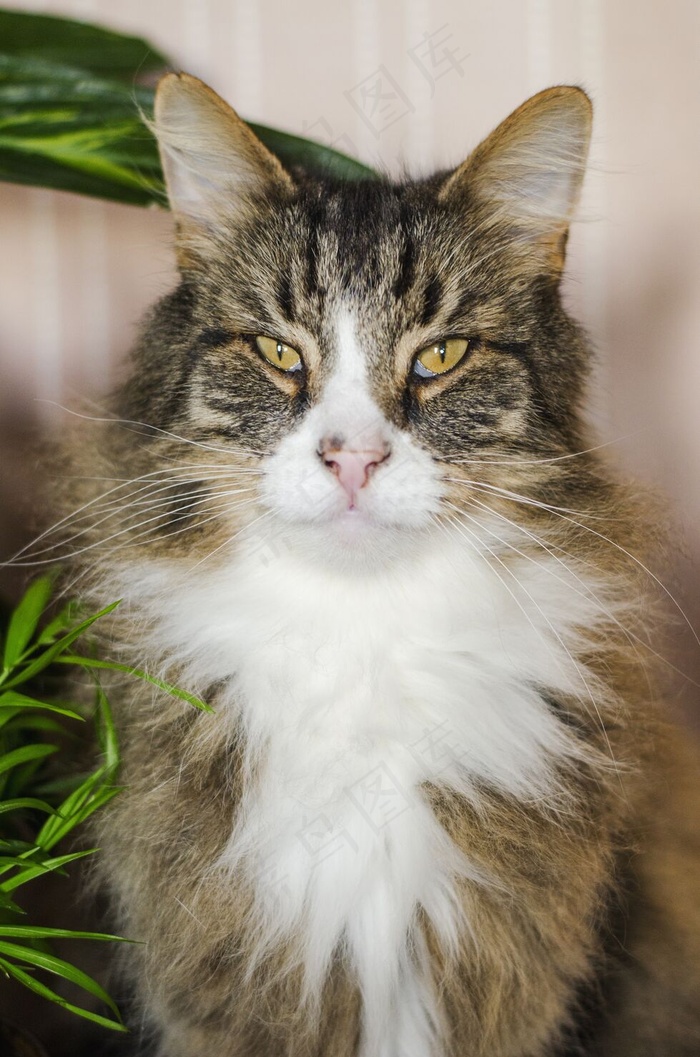 一只棕色长毛猫在模糊背景下看着相机的垂直镜头