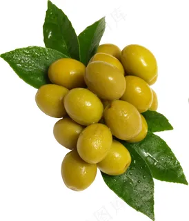 橄榄 橄榄树 橄榄 橄榄树