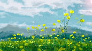 阳光下的油菜花卉