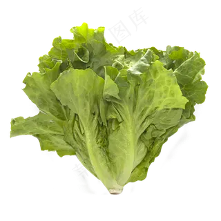 一棵生菜 一棵生菜
