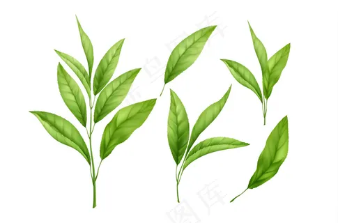 一套逼真的绿茶叶和芽孤立在白色背景上。一小枝绿茶,茶叶。矢量图 一套逼真的绿茶叶和芽孤立在白色背景上。一小枝绿茶,茶叶。矢量图